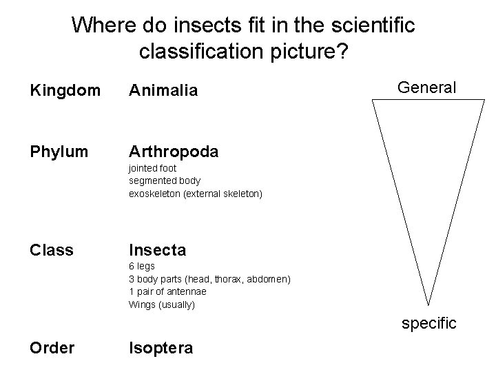 Where do insects fit in the scientific classification picture? Kingdom Animalia Phylum Arthropoda General