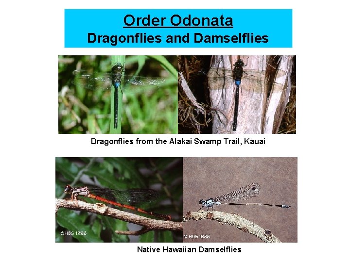 Order Odonata Dragonflies and Damselflies Dragonflies from the Alakai Swamp Trail, Kauai Native Hawaiian