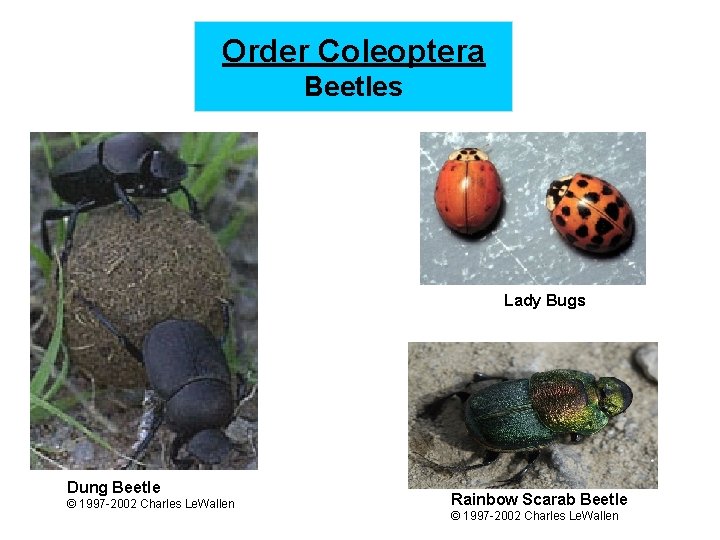 Order Coleoptera Beetles Lady Bugs Dung Beetle © 1997 -2002 Charles Le. Wallen Rainbow