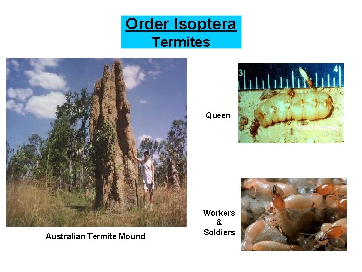Order Isoptera Termites Queen Wood Damage Australian Termite Mound Workers & Soldiers 