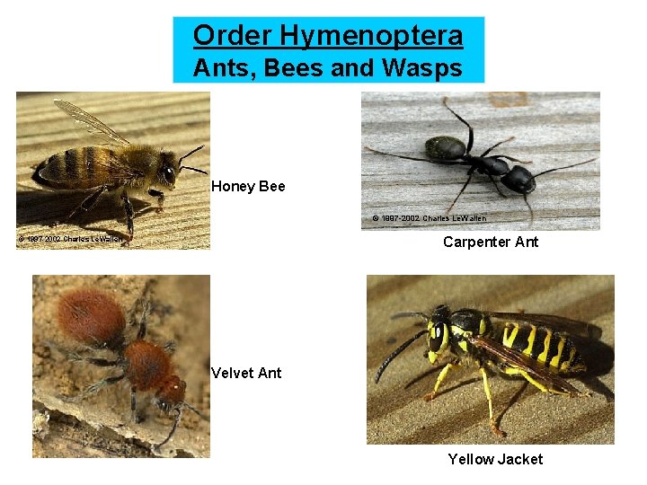 Order Hymenoptera Ants, Bees and Wasps Honey Bee © 1997 -2002 Charles Le. Wallen