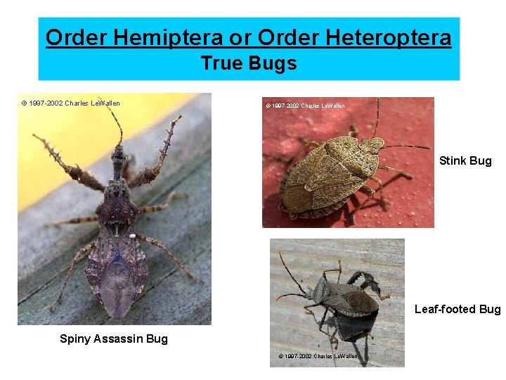 Order Hemiptera or Order Heteroptera True Bugs © 1997 -2002 Charles Le. Wallen Stink