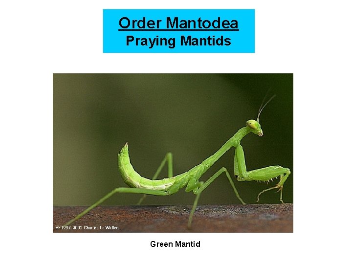 Order Mantodea Praying Mantids © 1997 -2002 Charles Le. Wallen Green Mantid 