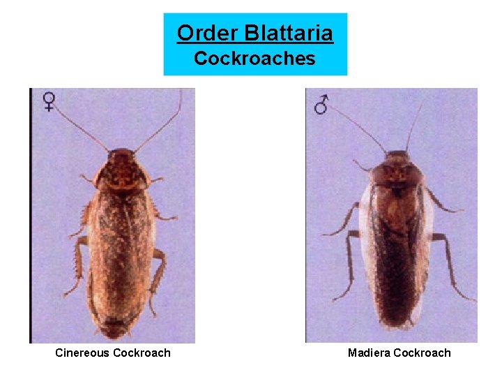 Order Blattaria Cockroaches Cinereous Cockroach Madiera Cockroach 