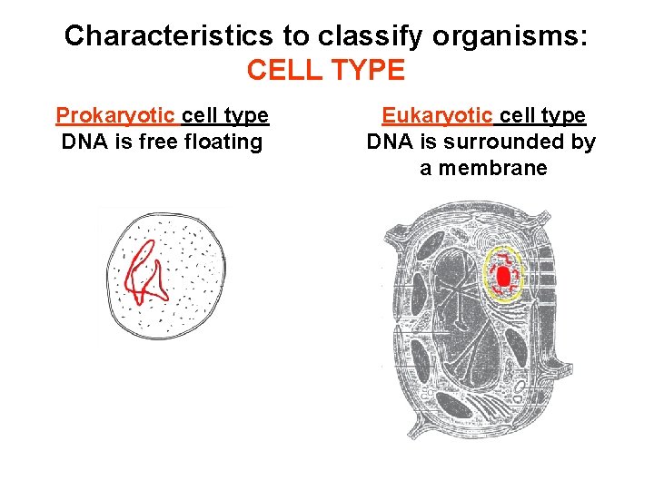 Characteristics to classify organisms: CELL TYPE Prokaryotic cell type DNA is free floating Eukaryotic