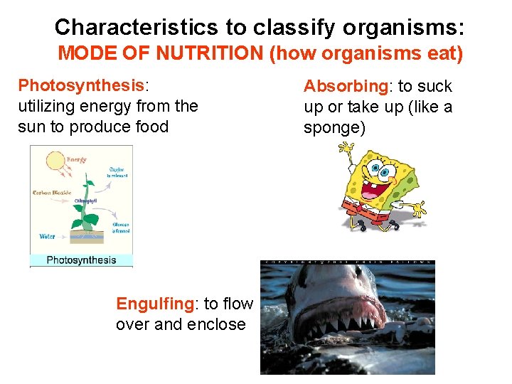 Characteristics to classify organisms: MODE OF NUTRITION (how organisms eat) Photosynthesis: utilizing energy from