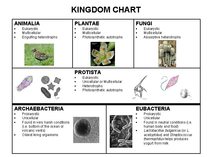 KINGDOM CHART ANIMALIA Eukaryotic Multicellular Engulfing heterotrophs PLANTAE Eukaryotic Multicellular Photosynthetic autotrophs FUNGI Eukaryotic