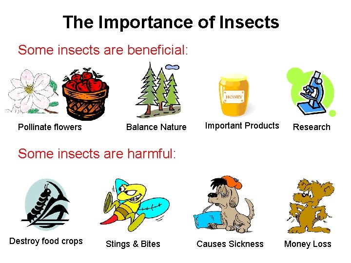 The Importance of Insects Some insects are beneficial: Pollinate flowers Balance Nature Important Products