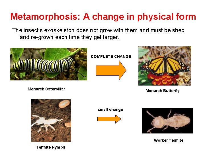 Metamorphosis: A change in physical form The insect’s exoskeleton does not grow with them