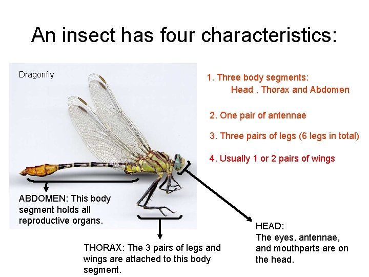 An insect has four characteristics: Dragonfly 1. Three body segments: Head , Thorax and