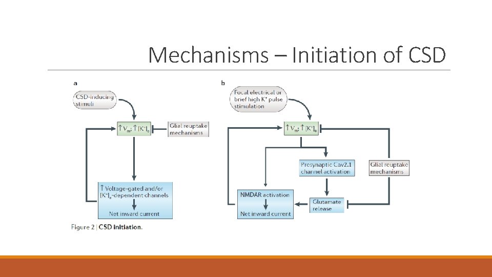 Mechanisms – Initiation of CSD 