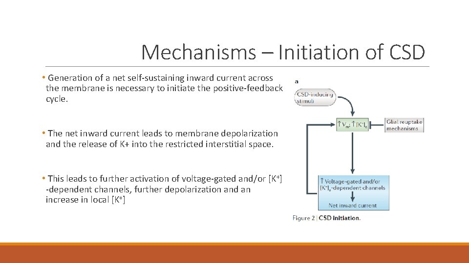 Mechanisms – Initiation of CSD • Generation of a net self-sustaining inward current across