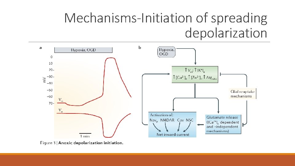 Mechanisms-Initiation of spreading depolarization 