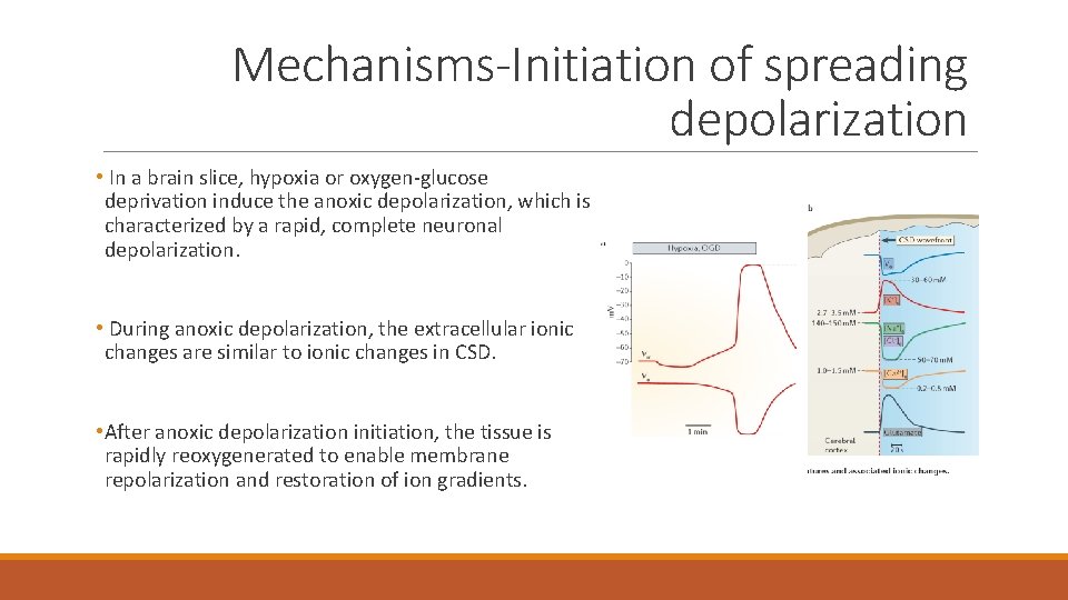 Mechanisms-Initiation of spreading depolarization • In a brain slice, hypoxia or oxygen-glucose deprivation induce