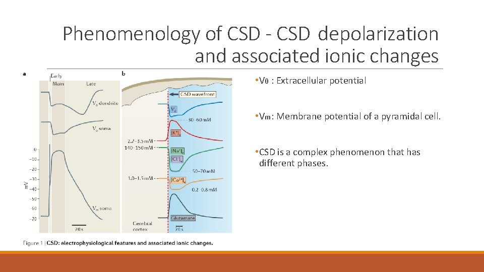 Phenomenology of CSD - CSD depolarization and associated ionic changes • V 0 :