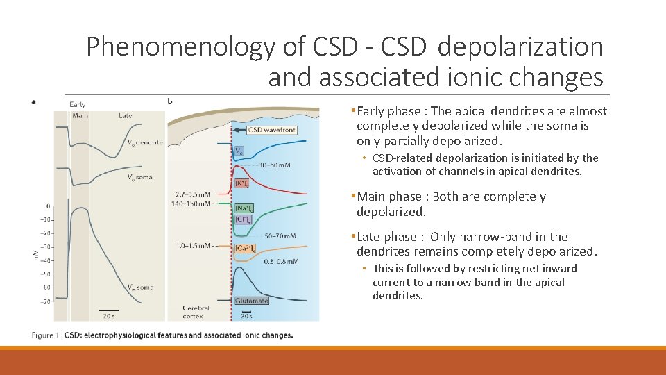 Phenomenology of CSD - CSD depolarization and associated ionic changes • Early phase :