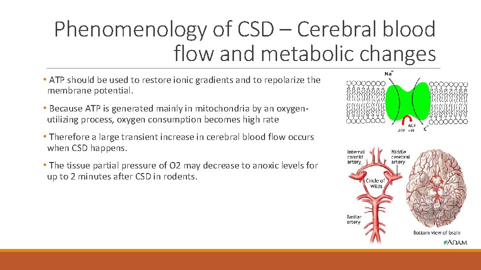 Phenomenology of CSD – Cerebral blood flow and metabolic changes • ATP should be