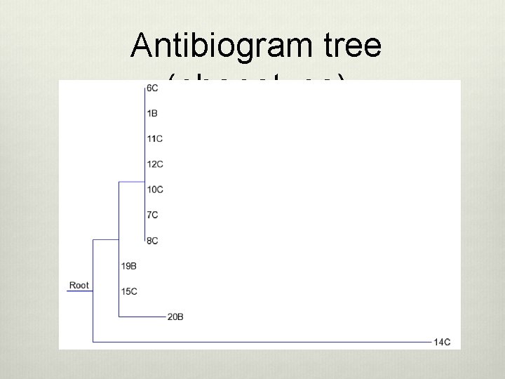 Antibiogram tree (phenotype) 