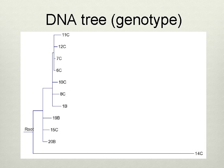 DNA tree (genotype) 