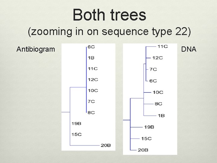 Both trees (zooming in on sequence type 22) Antibiogram DNA 