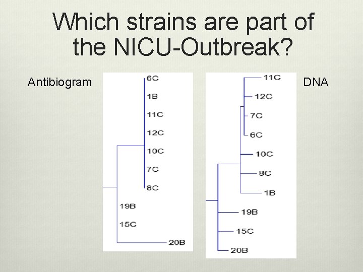 Which strains are part of the NICU-Outbreak? Antibiogram DNA 