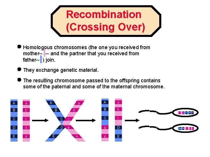 Recombination (Crossing Over) Homologous chromosomes (the one you received from mother-- -- and the