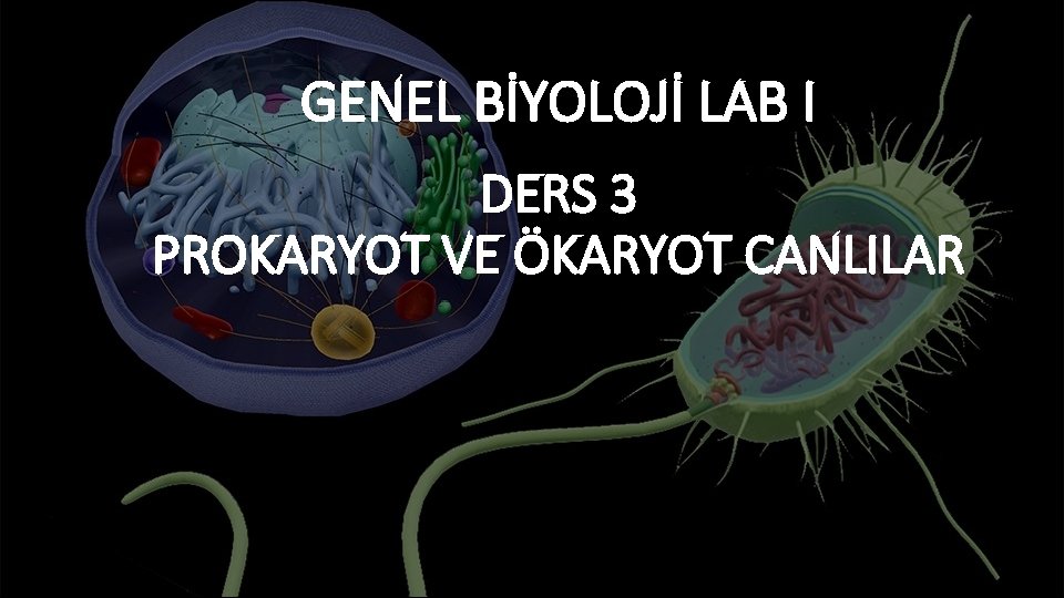 GENEL BİYOLOJİ LAB I DERS 3 PROKARYOT VE ÖKARYOT CANLILAR 