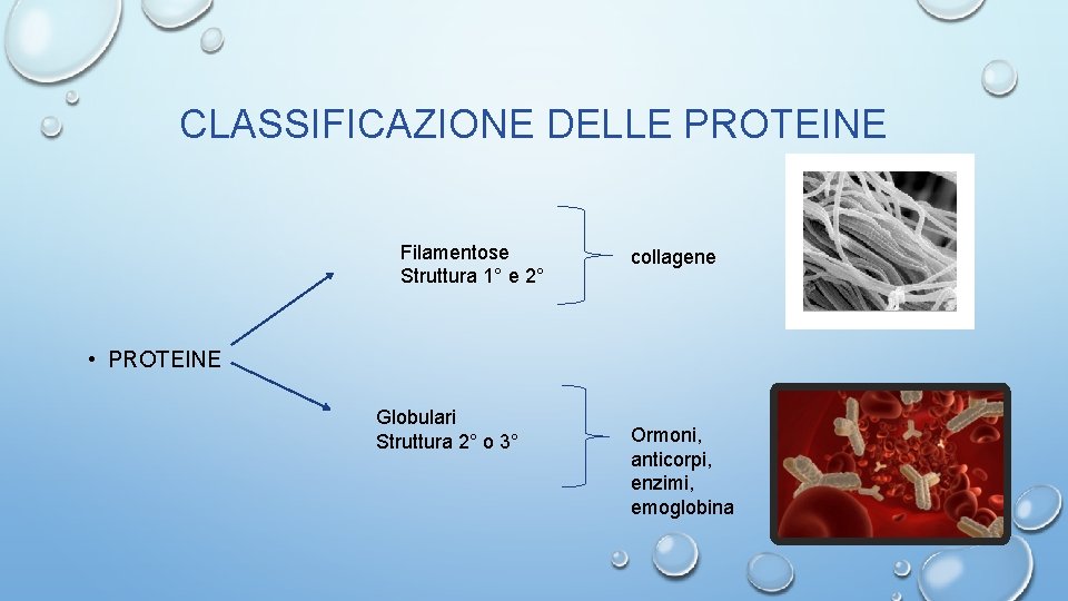 CLASSIFICAZIONE DELLE PROTEINE Filamentose Struttura 1° e 2° collagene • PROTEINE Globulari Struttura 2°