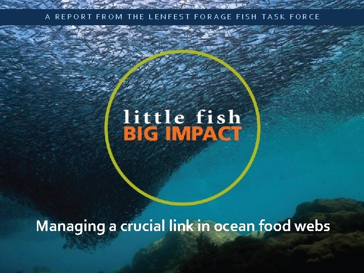 A REPORT FROM THE LENFEST FORAGE FISH TASK FORCE Little Fish, Big Impact A A REPORT FROM THE LENFEST FORAGE FISH TASK FORCE Little Fish, Big Impact A