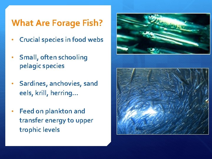 What Are Forage Fish? • Crucial species in food webs • Small, often schooling What Are Forage Fish? • Crucial species in food webs • Small, often schooling