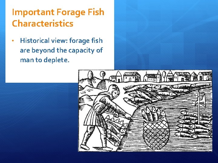 Important Forage Fish Characteristics • Historical view: forage fish are beyond the capacity of Important Forage Fish Characteristics • Historical view: forage fish are beyond the capacity of