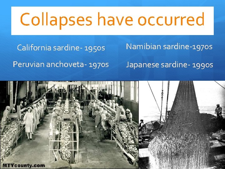 Collapses have occurred California sardine- 1950 s Namibian sardine-1970 s Peruvian anchoveta- 1970 s Collapses have occurred California sardine- 1950 s Namibian sardine-1970 s Peruvian anchoveta- 1970 s
