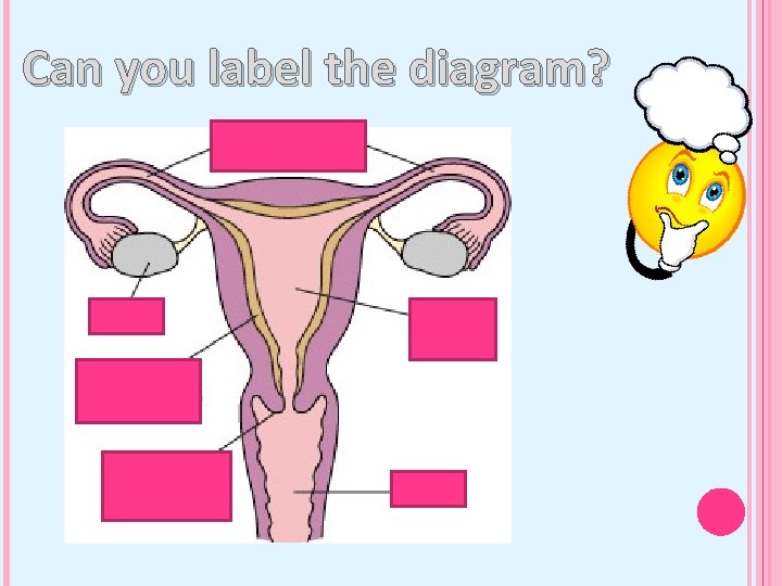 Can you label the diagram? 