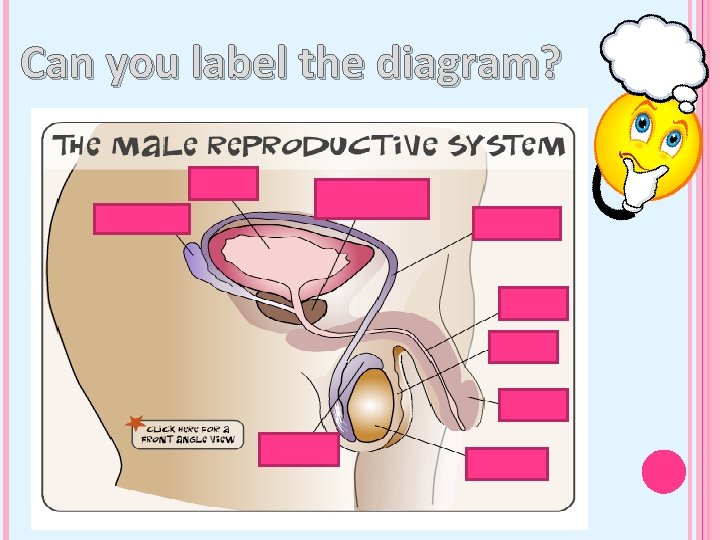 Can you label the diagram? 