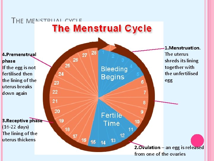 THE MENSTRUAL CYCLE 4. Premenstrual phase If the egg is not fertilised then the