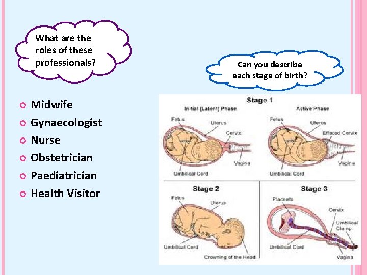 What are the roles of these professionals? Midwife Gynaecologist Nurse Obstetrician Paediatrician Health Visitor