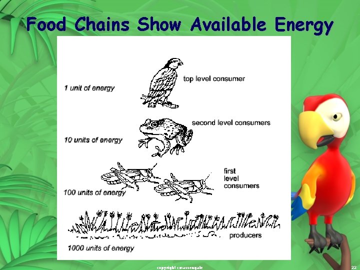 Food Chains Show Available Energy copyright cmassengale 22 Food Chains Show Available Energy copyright cmassengale 22