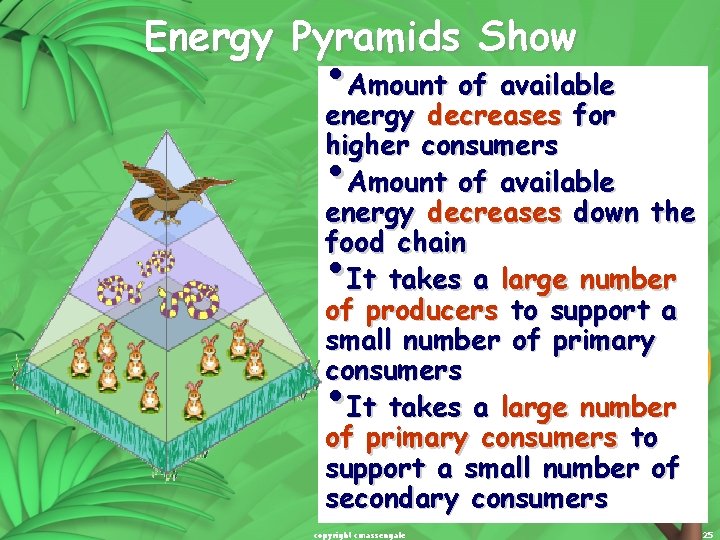 Energy Pyramids Show • Amount of available energy decreases for higher consumers Amount of Energy Pyramids Show • Amount of available energy decreases for higher consumers Amount of