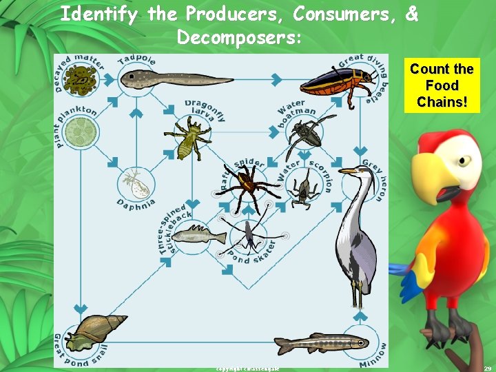 Identify the Producers, Consumers, & Decomposers: Count the Food Chains! copyright cmassengale 29 Identify the Producers, Consumers, & Decomposers: Count the Food Chains! copyright cmassengale 29