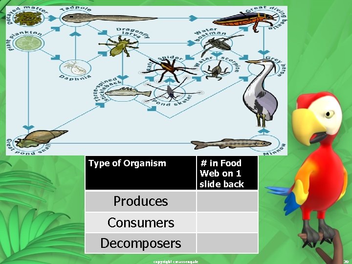 Type of Organism # in Food Web on 1 slide back Produces Consumers Decomposers Type of Organism # in Food Web on 1 slide back Produces Consumers Decomposers