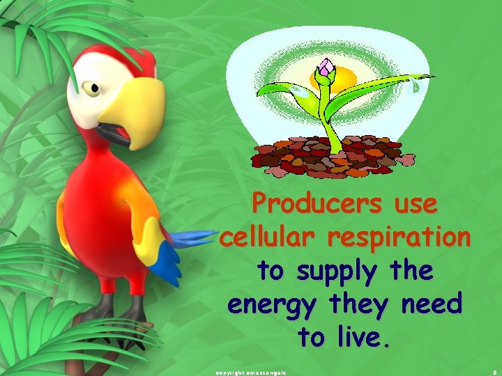 Producers use cellular respiration to supply the energy they need to live. copyright cmassengale Producers use cellular respiration to supply the energy they need to live. copyright cmassengale