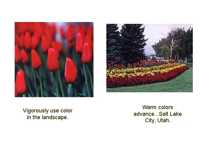 Vigorously use color in the landscape. Warm colors advance. . . Salt Lake City,