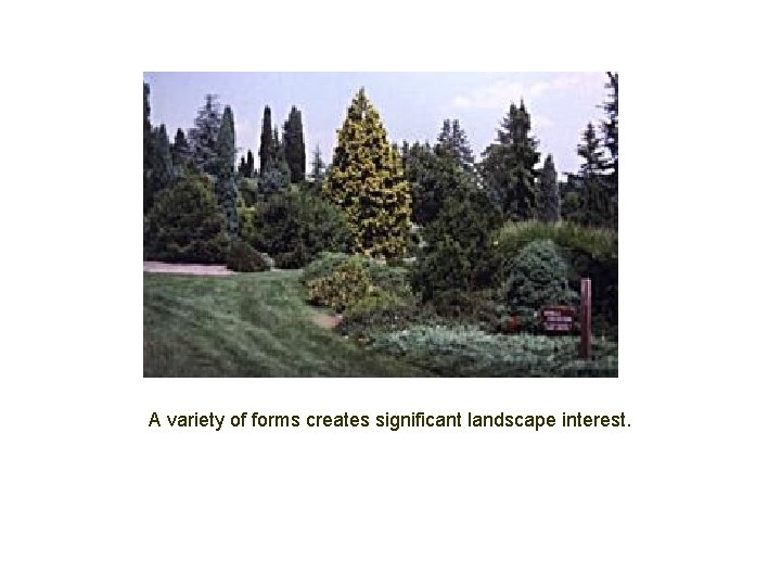 A variety of forms creates significant landscape interest. 