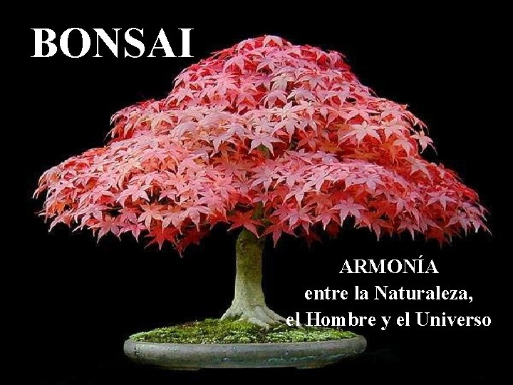 BONSAI ARMONÍA entre la Naturaleza, el Hombre y el Universo 