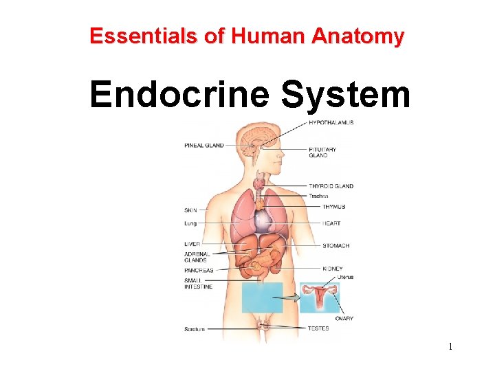 Essentials of Human Anatomy Endocrine System 1 