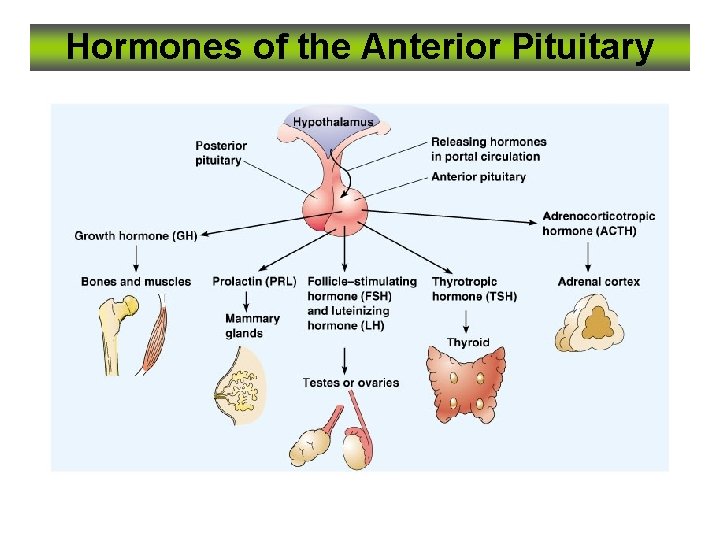 Hormones of the Anterior Pituitary 