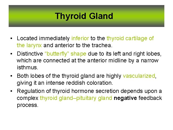 Thyroid Gland • Located immediately inferior to the thyroid cartilage of the larynx and