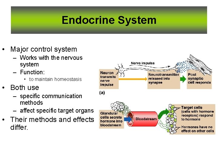 Endocrine System • Major control system – Works with the nervous system – Function: