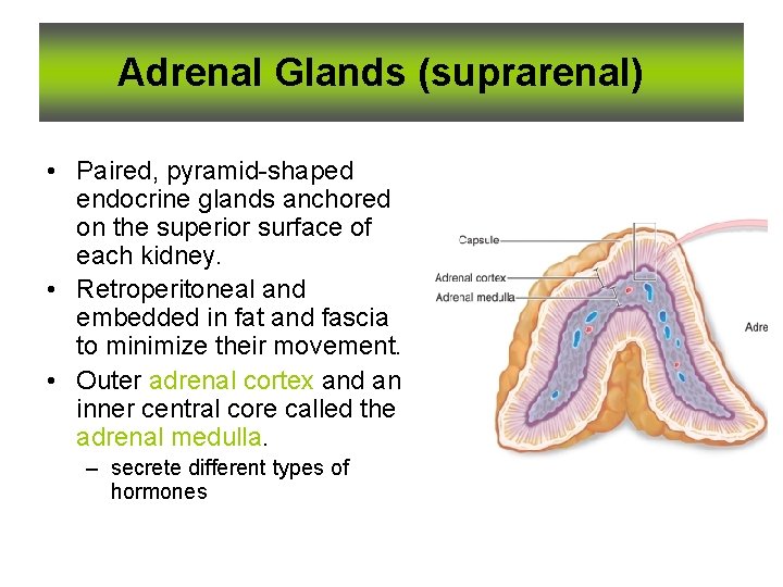 Adrenal Glands (suprarenal) • Paired, pyramid-shaped endocrine glands anchored on the superior surface of