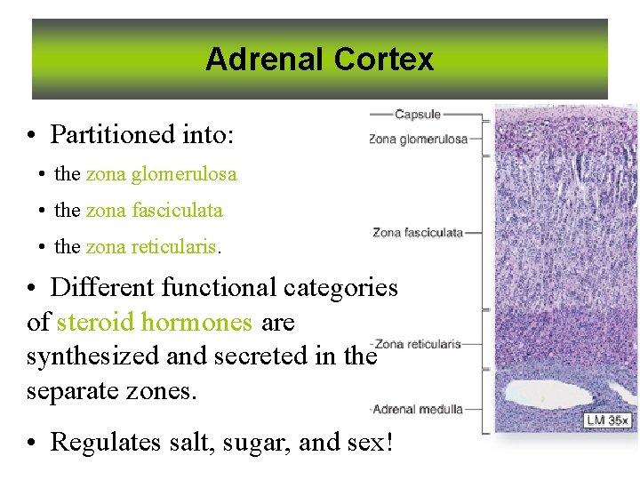 Adrenal Cortex • Partitioned into: • the zona glomerulosa • the zona fasciculata •